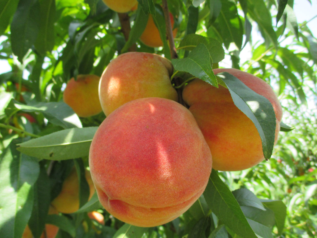 How to Peel Peaches