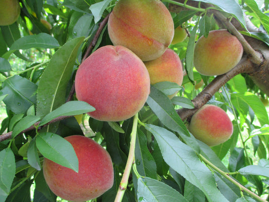 How Do We Ship Our Peaches?