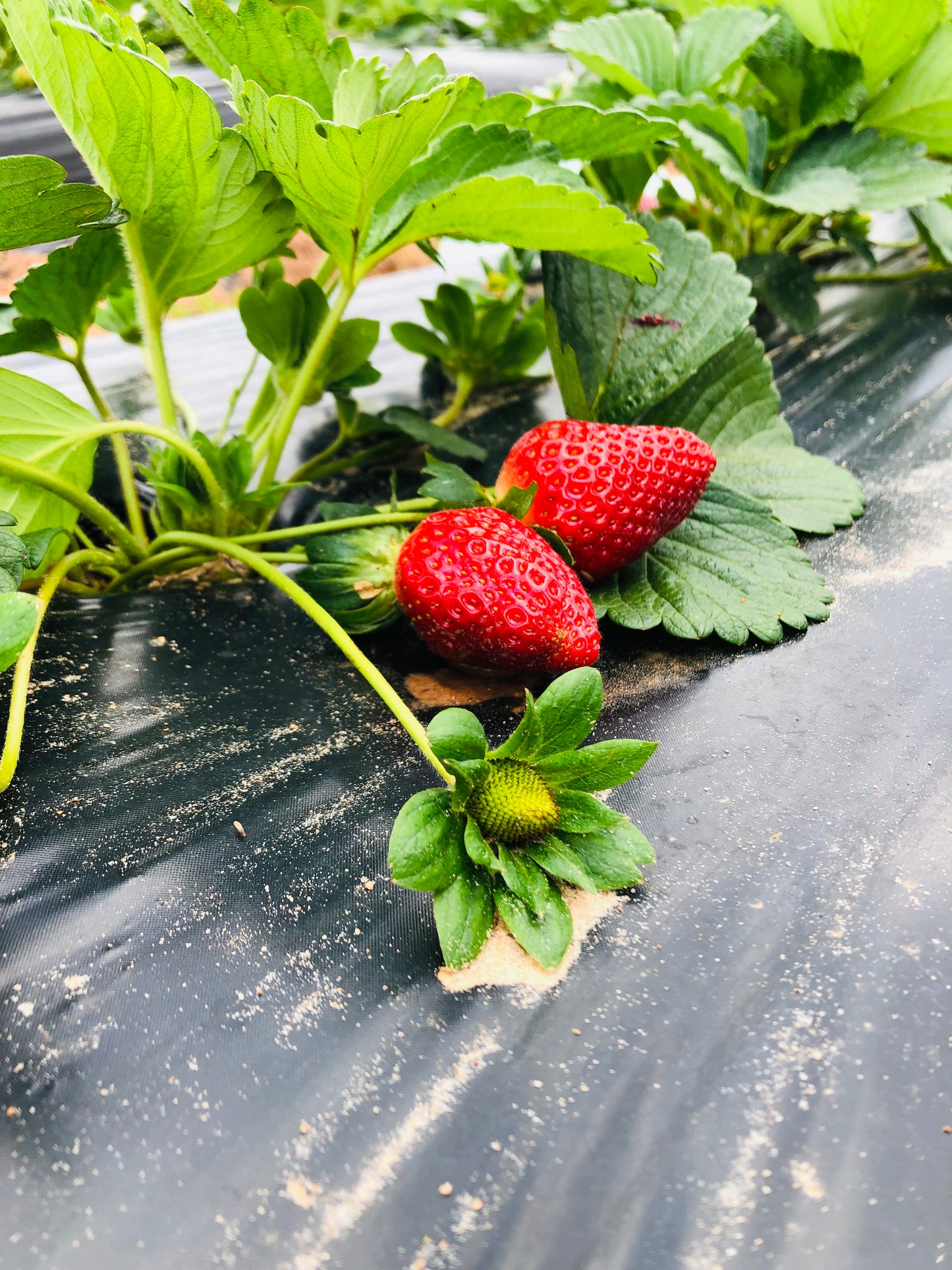 Strawberry Bread