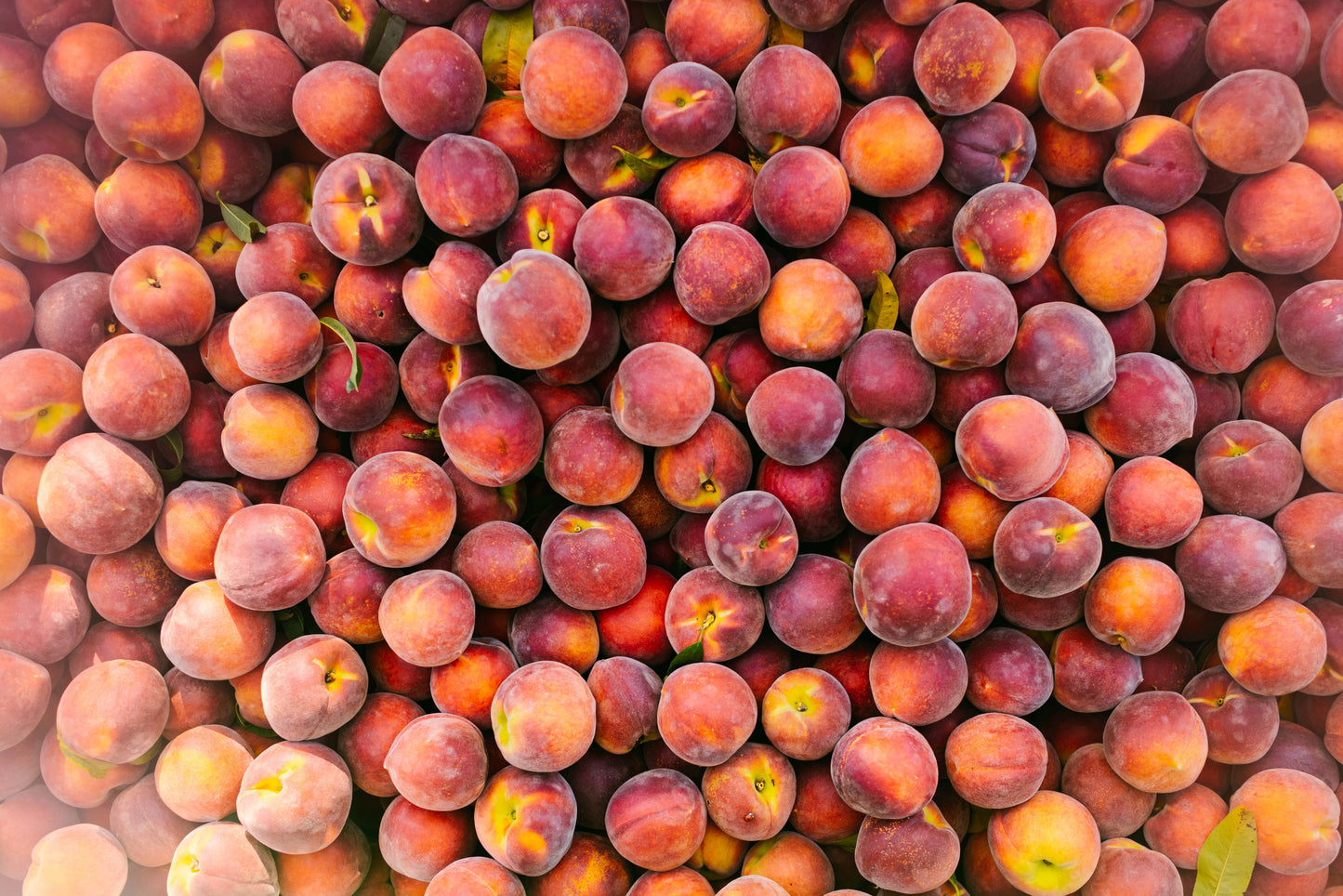 Sweet Georgia Peaches - 13 Count