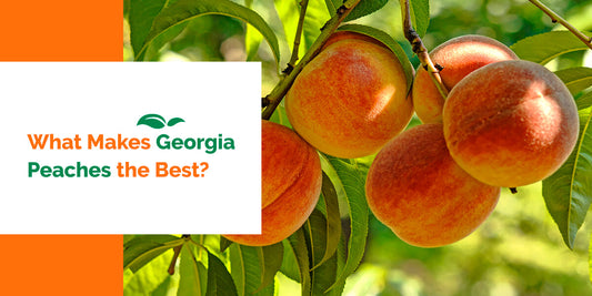 What Makes Georgia Peaches the Best?