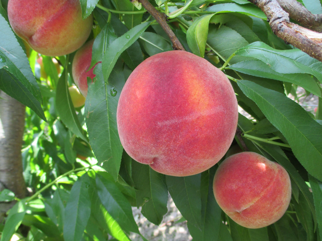 Why Go to Lane Southern Orchards for Peaches?