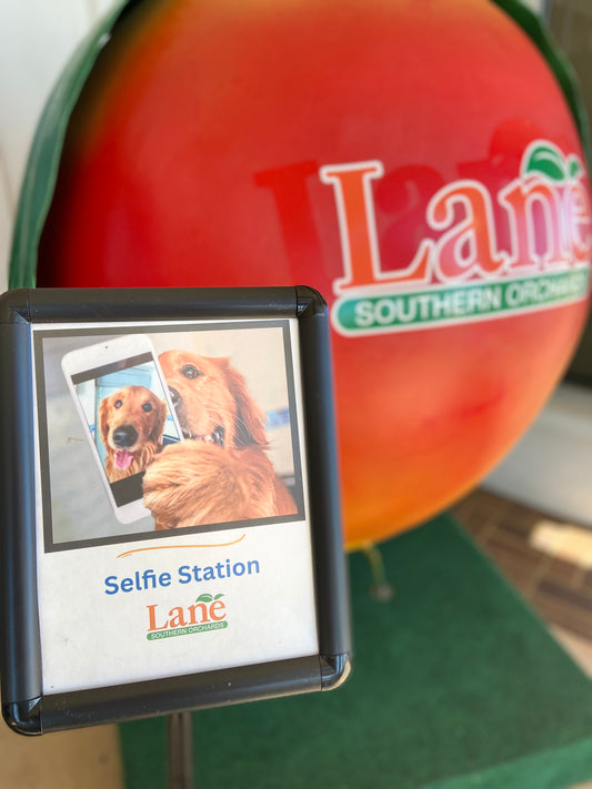 Selfie Stations