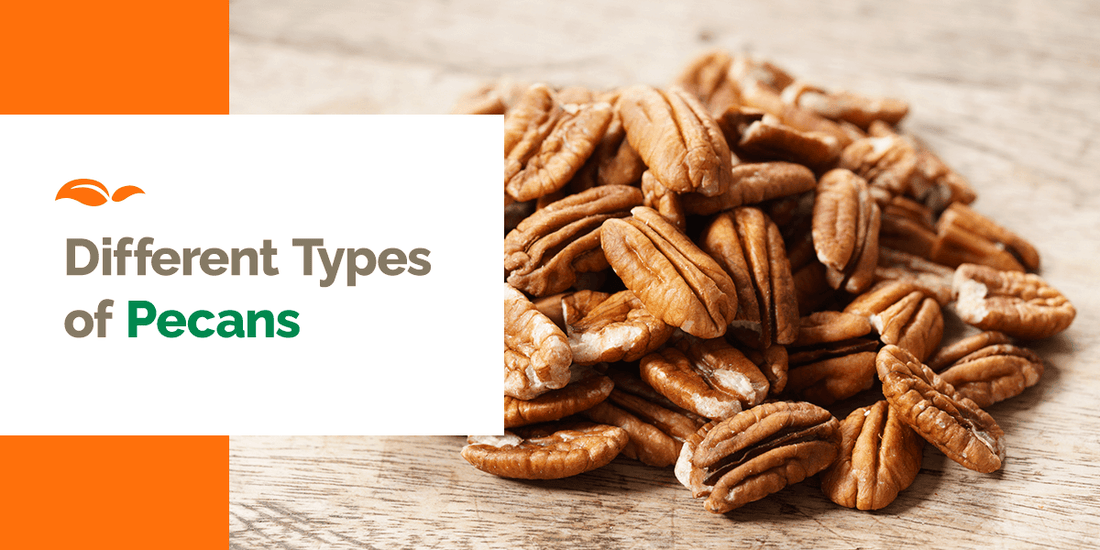 Different Types of Pecans