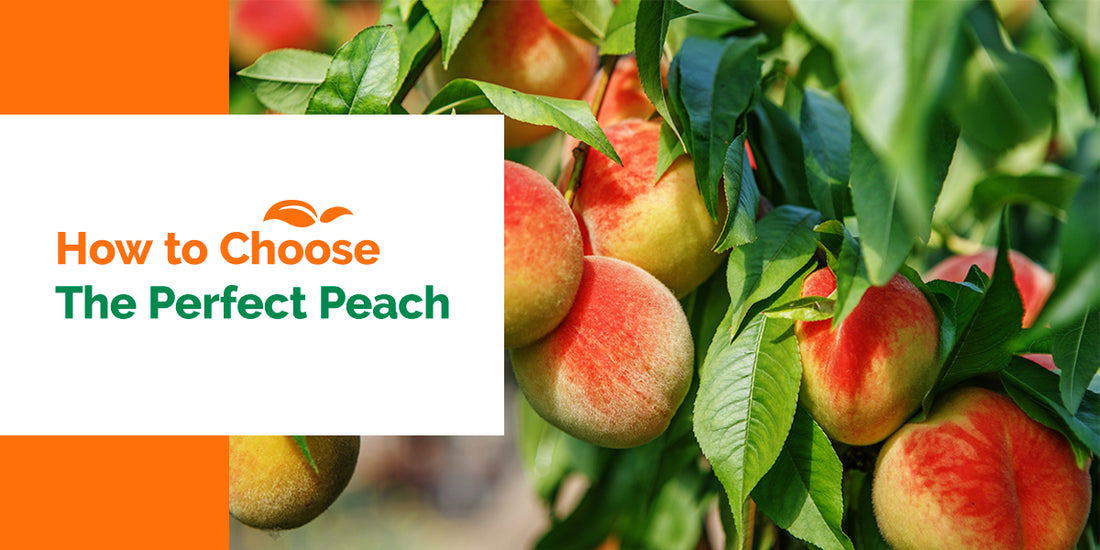 How to Choose The Perfect Peach