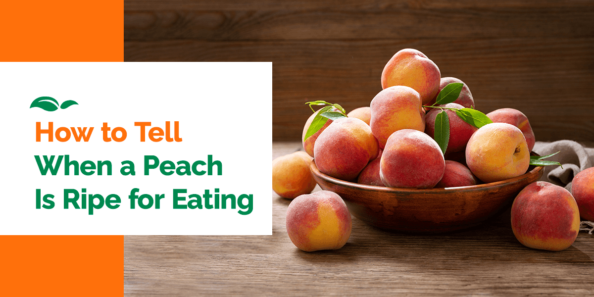 Learn How To Tell When a Peach Is Ripe for Eating Lane Southern Orchards