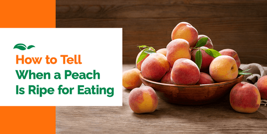 How to Tell When a Peach Is Ripe for Eating