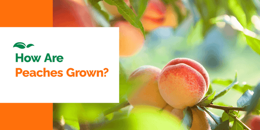 How Are Peaches Grown?