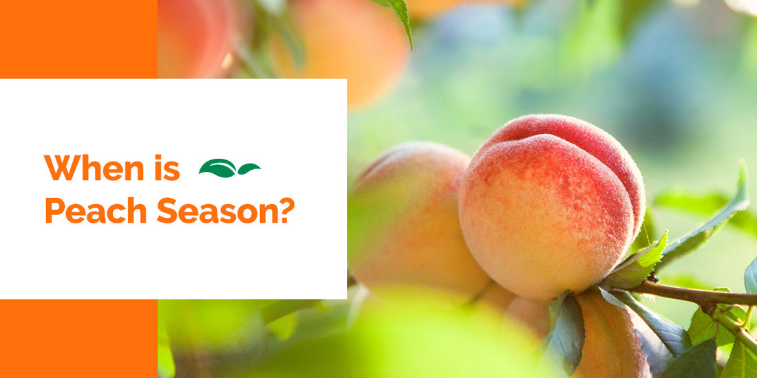 When Is Peach Season?