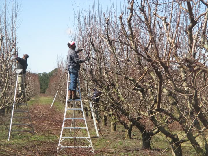 Pruning Peach Trees